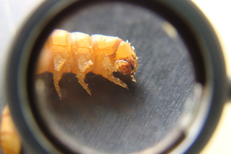 mealworm.Biologist examines insect, live food for bird and reptile. stages of mealworms, larva.superworms, super worm. the life cycle of meal worms.Exotic veterinarian, veterinary medicine, vet
